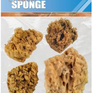 professional artist sponge